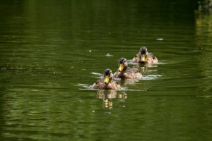 062 300x200 Photo of the Day October 1st 2012