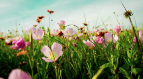 April Photo of the Month TOP 5 – VOTE