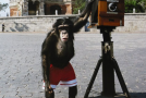 Chimpanzee’s Photos Set To Sell at $100k at Auction!