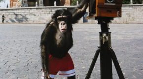 Chimpanzee’s Photos Set To Sell at $100k at Auction!