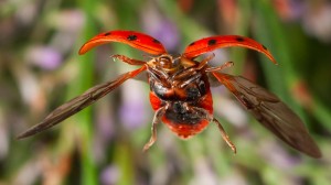 ladybug shot