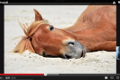 It’s a Horsey Horse World AdoramaPIX Rapid Fire Critique #54