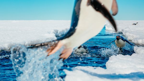 antarctic photos