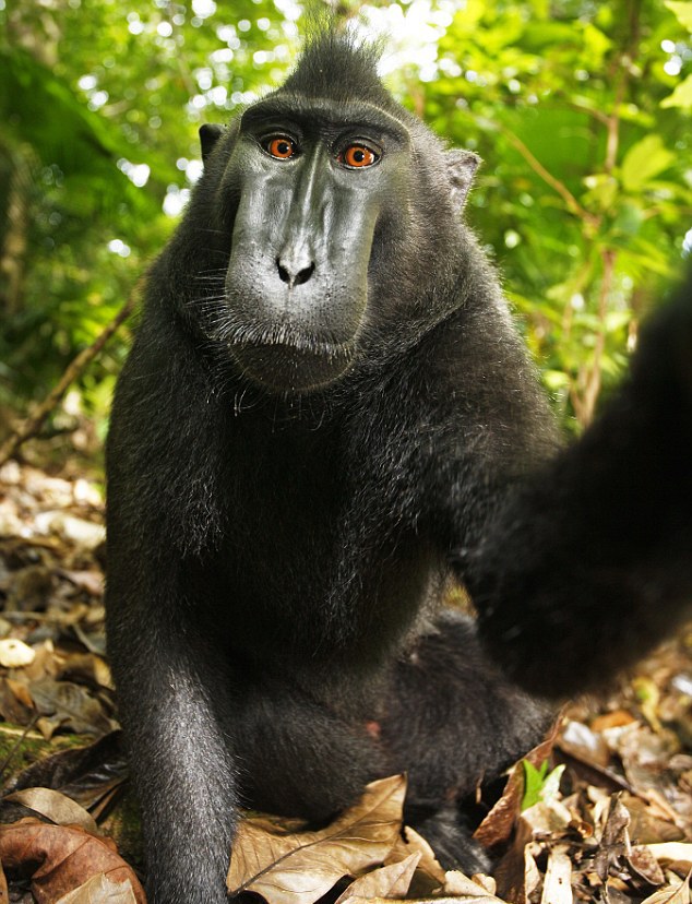 Macaca_nigra_self-portrait_full_body