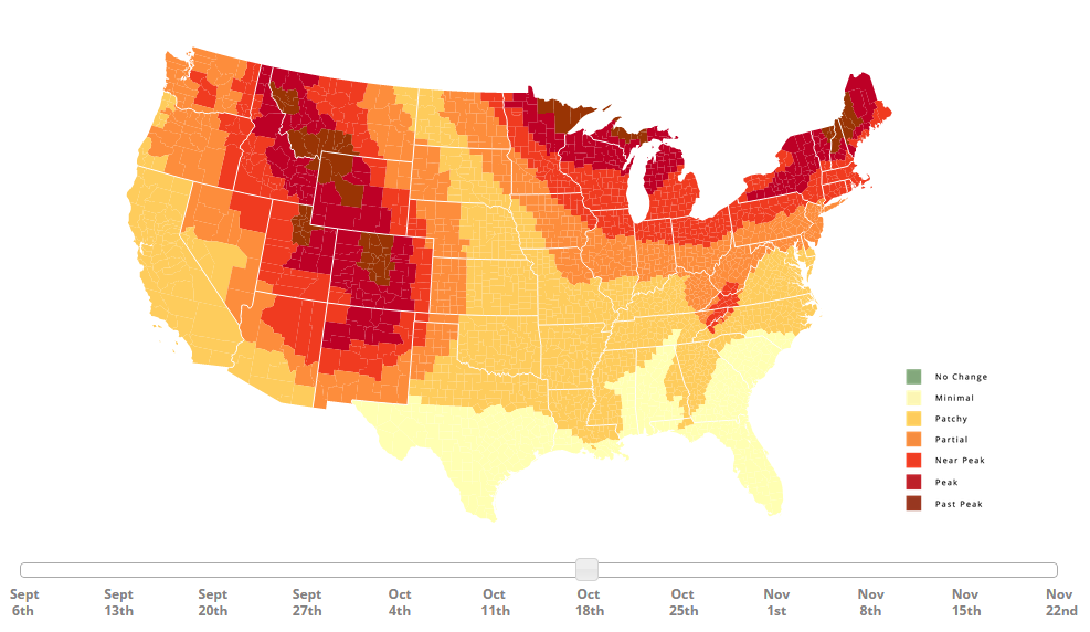 fall foliage